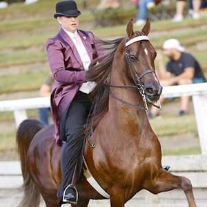 Meet your Posher, Dawn